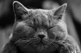 Chartreux
