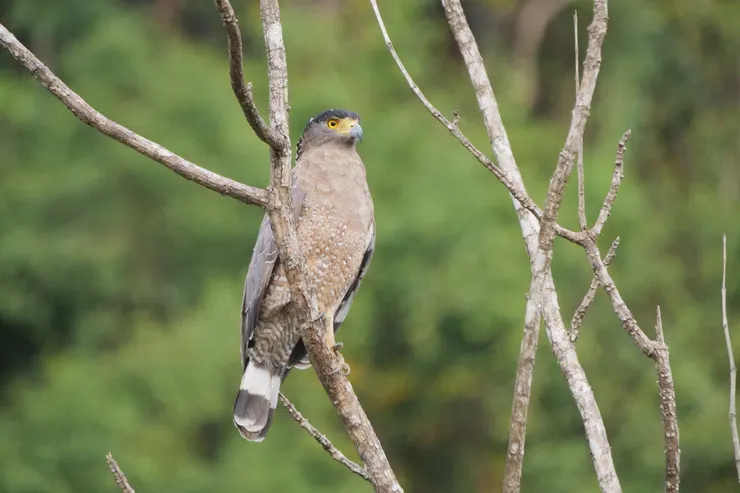 大冠鷲 Crested serpent eagle