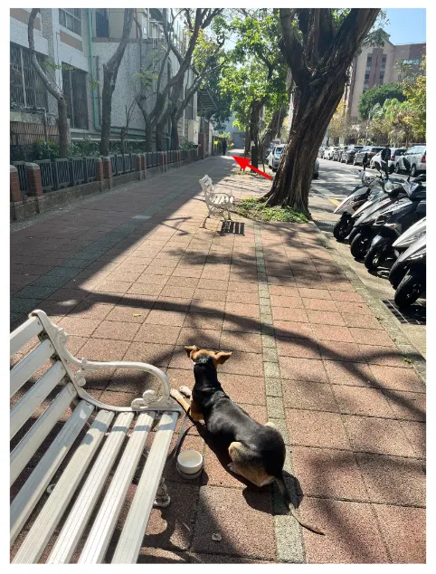 趴下後我發現遠方有隻柴