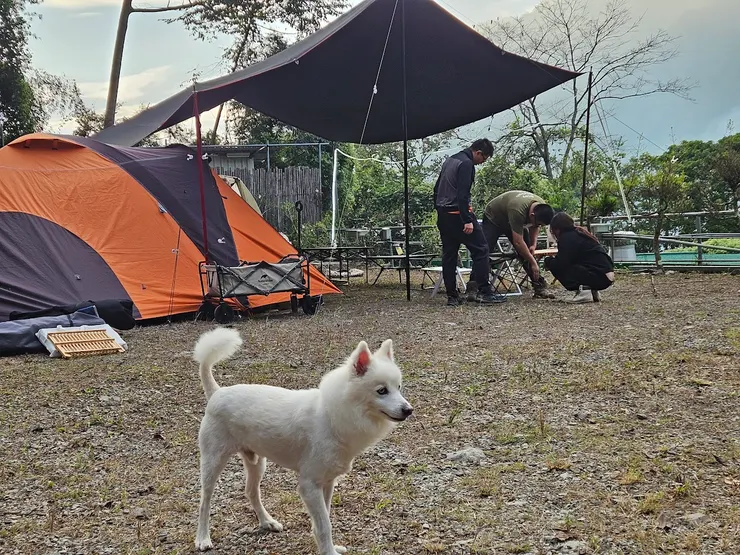 三個帳蓬跟大天幕,天幕是DC的新玩具