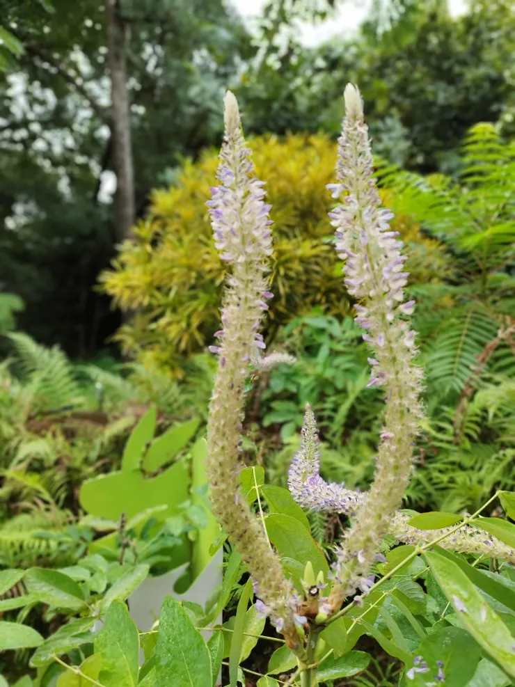 十二生肖植物區的免耳草  河童拍攝/2023年