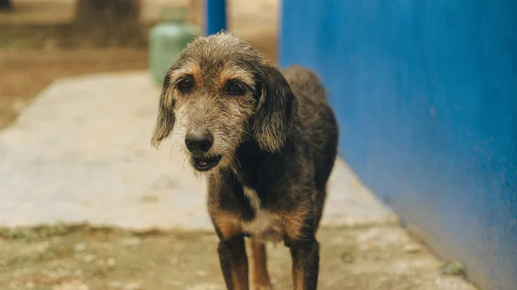 （圖片來源: Pexels）