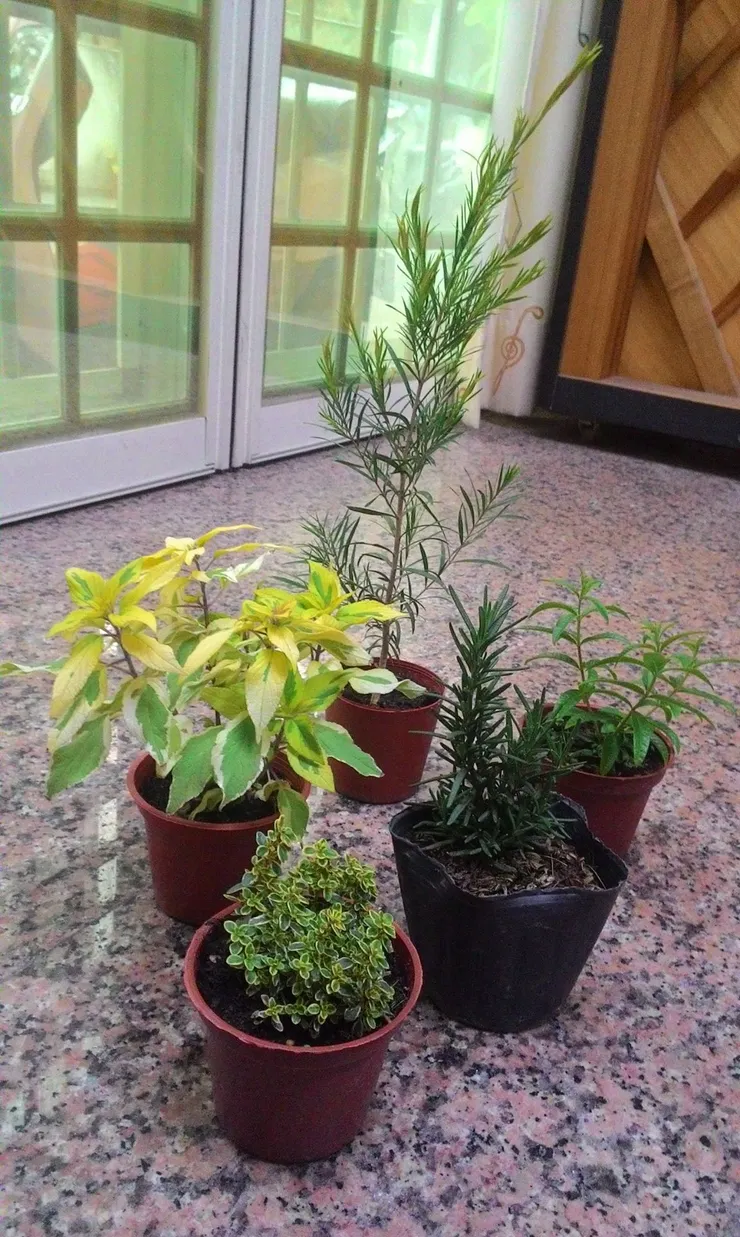 作者在大學時期購買的香草盆栽