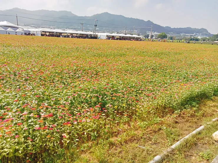 美食區旁邊花田