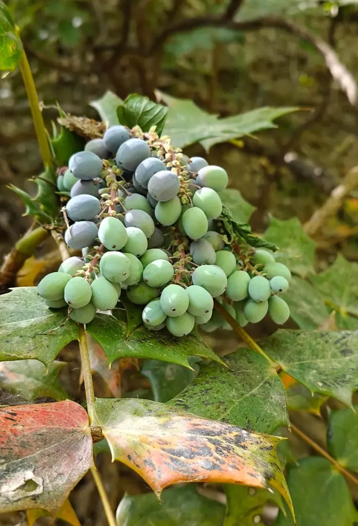 十大功勞葉果實