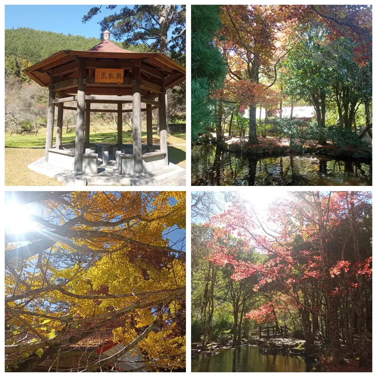 蔣公行館、武陵行政中心一帶楓葉、銀杏景色