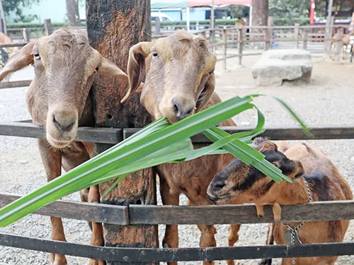 高雄大樹華一休閒牧場放牧區:可以領取免費牧草餵羊。