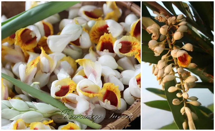 月桃一身是寶,月桃花的風味更是絕倫。餐芳譜用它研發了很多可口的點心。