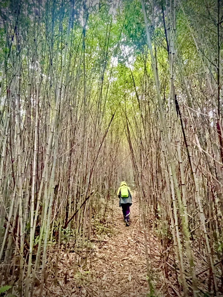 這段古道走在竹林中、竹葉落葉上，很適合想像自己是古裝劇中古人，漫步其中吟詩作對