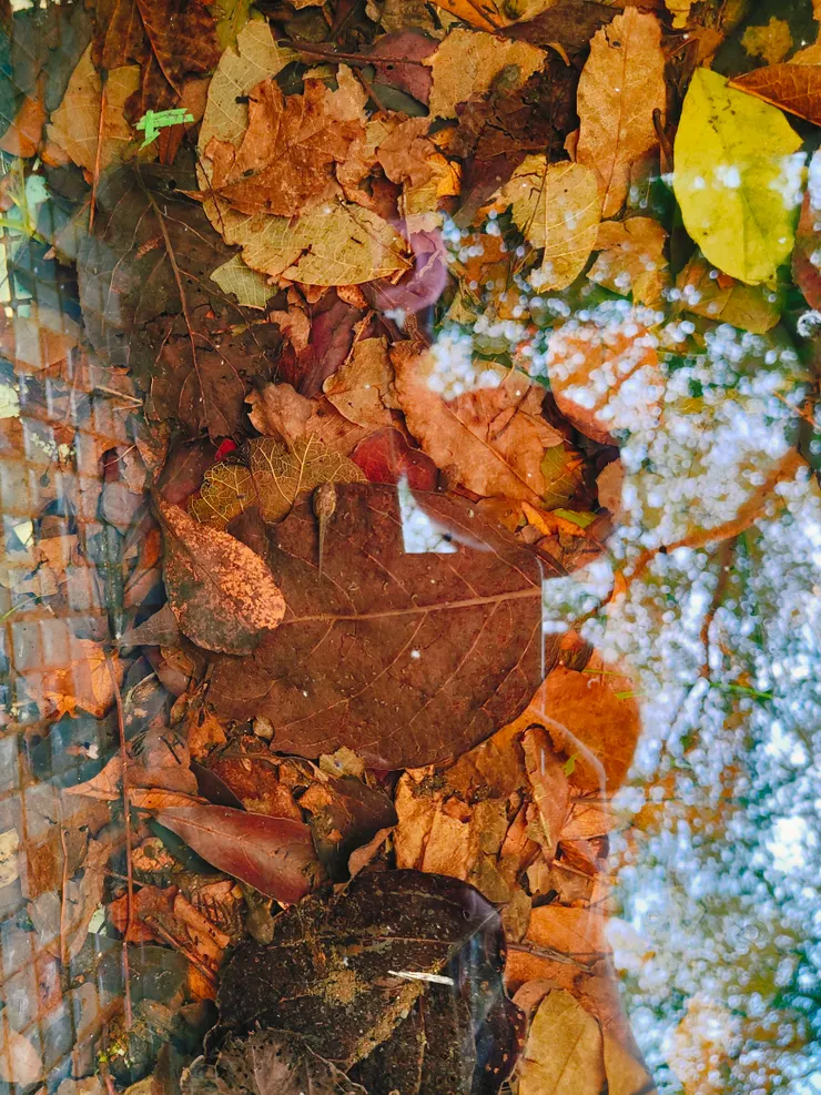 孩子興奮地大喊：「我看到蝌蚪了！」