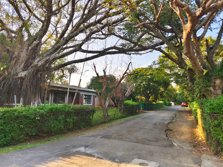 草山山腰的老樹