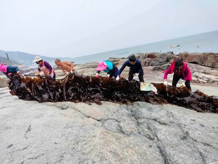 養殖區前的大岩盤是王家凌家族世世代代用以曝曬漁獲的區域，從祖父輩曬蝦皮到今日曬昆布，都在此地進行。（王家凌/照片提供）