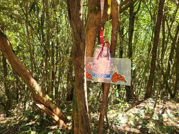 醜崠山，旁有路可以下到林道