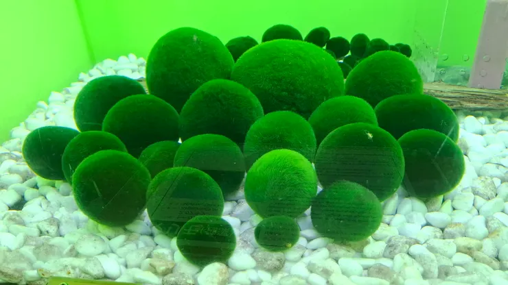 阿寒湖名產_綠藻球