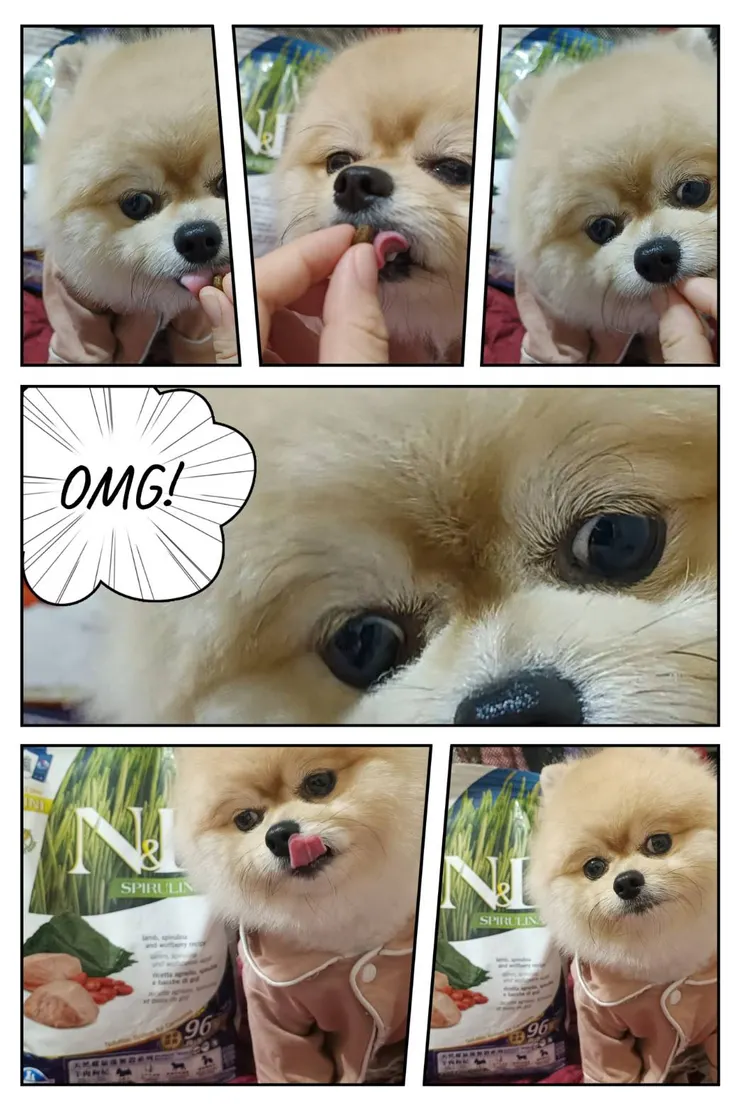 布咘(@pomeranian.bu)