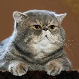 中年大叔的沙龍