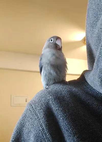 【鳥寶日常】瞧他得意的小眼神