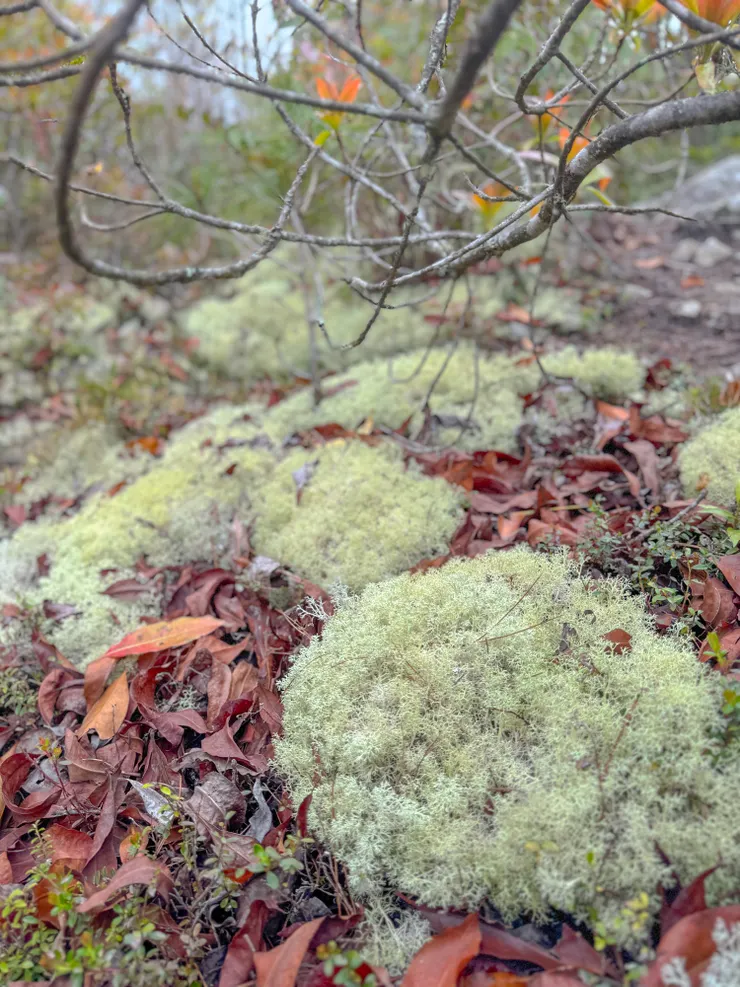 地上的澎澎爆炸頭好可愛～～～（山嶺石蕊？）