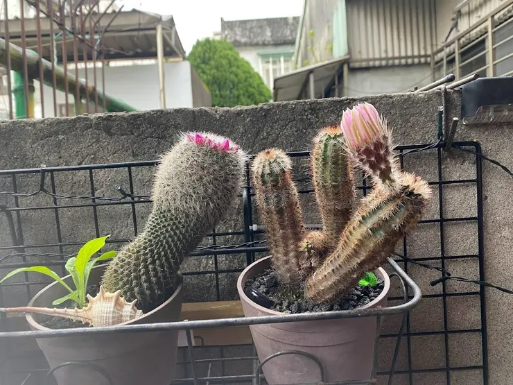 我最死忠的二盆仙人掌