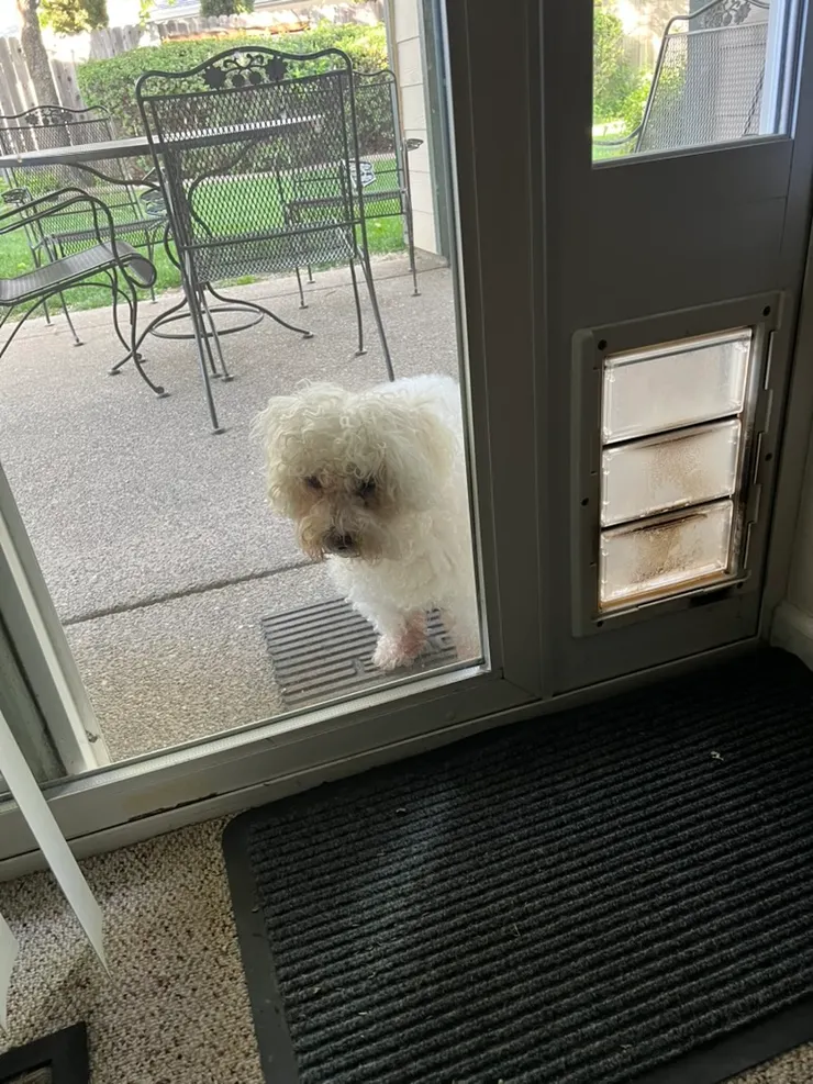 放著右邊的狗門不用，等我們開門