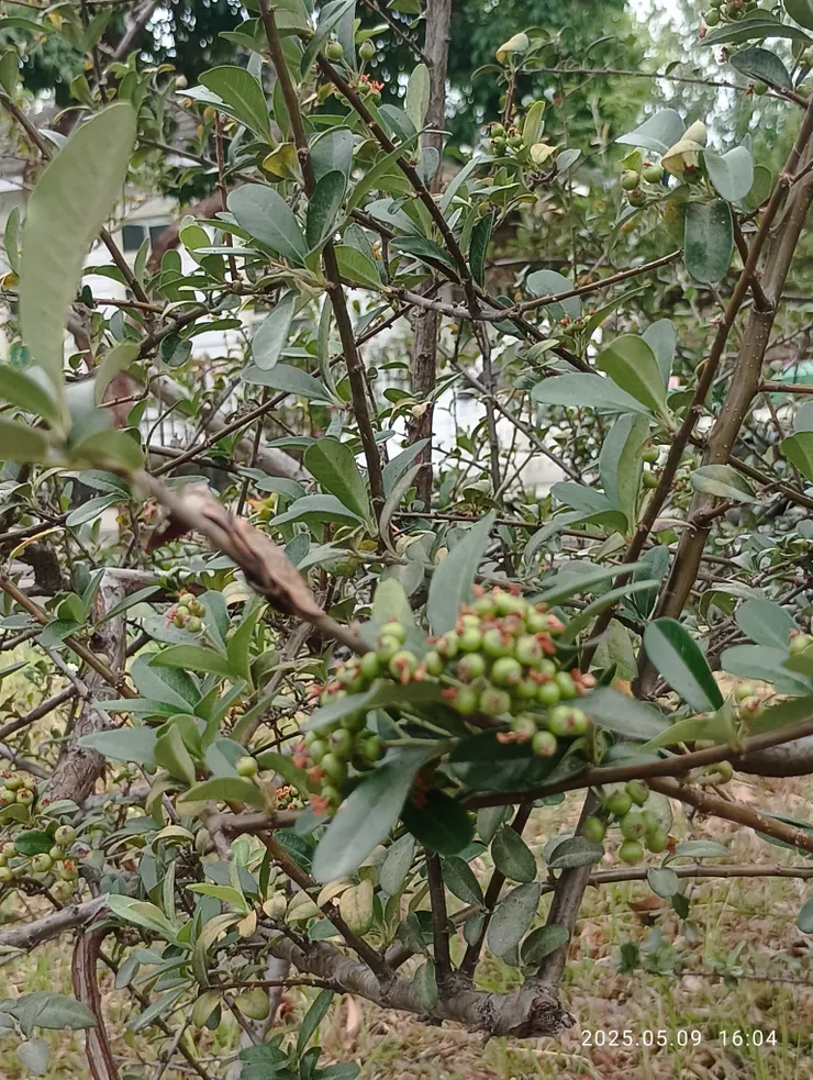 花刺木的果結待紅透才熟