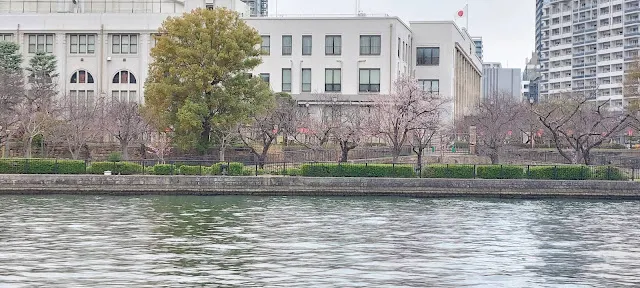 櫻花只開了一點點