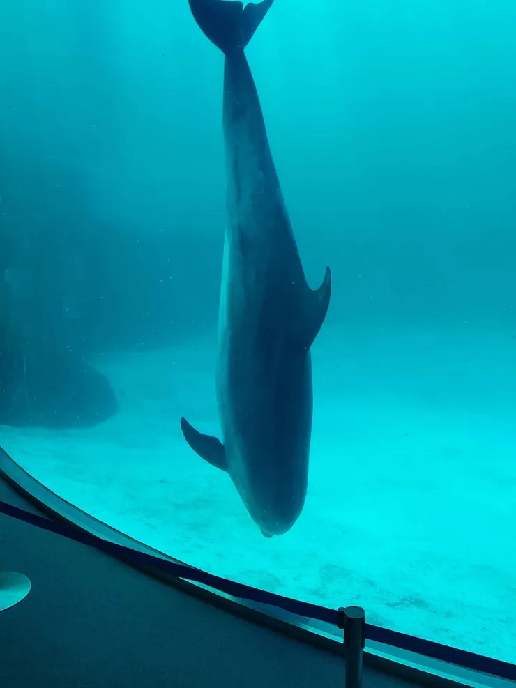 可愛的海豚倒立~