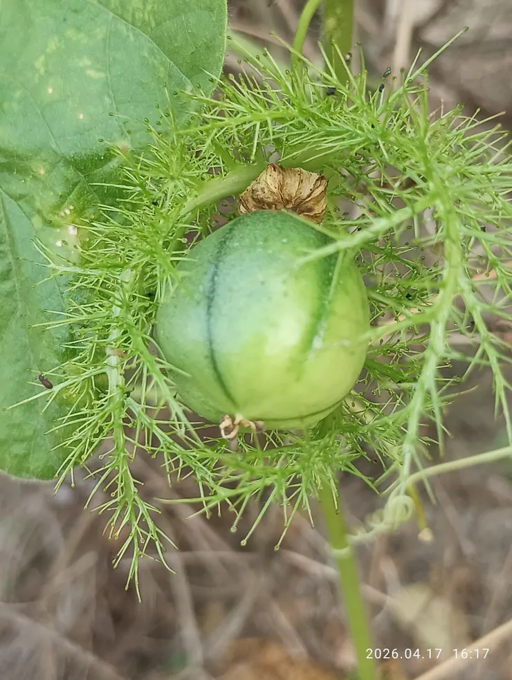 果實大小如葡萄，顏色如照片，成熟是呈黃色。總也搶不過鳥兒，個人想吃卻難得