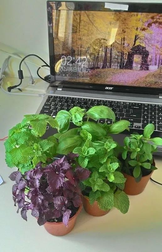 大學期間在宿舍種植的香草