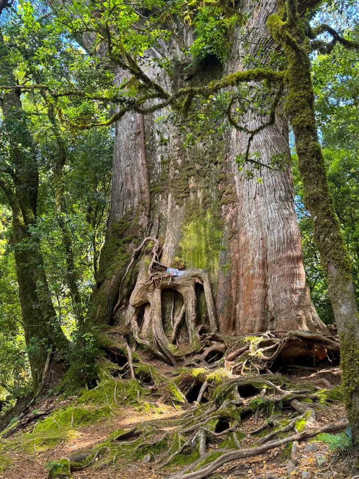 羅馬神木還是像以前一樣巨，沒有什麼改變