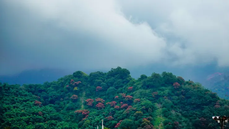 火紅欒樹點綴青山