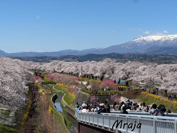 白石川堤-一目千本櫻