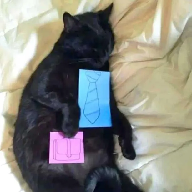 看起來黑貓還不太想起床的樣子🤣