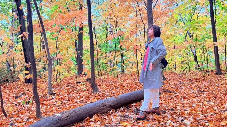 雨水洗過的楓葉顏色更鮮明