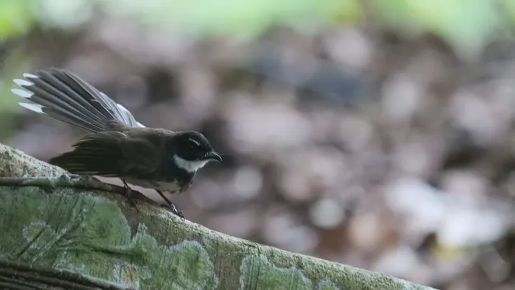 尾巴形狀印象深刻
