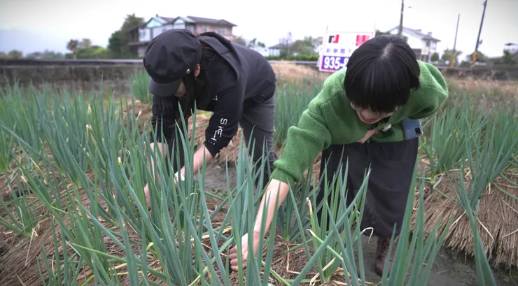 採蔥需要用點力氣,但力氣要用對,否則容易拔斷蔥。(攝影/曾耀玄)