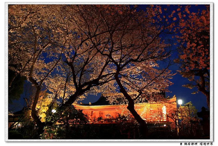 【東京・櫻花】