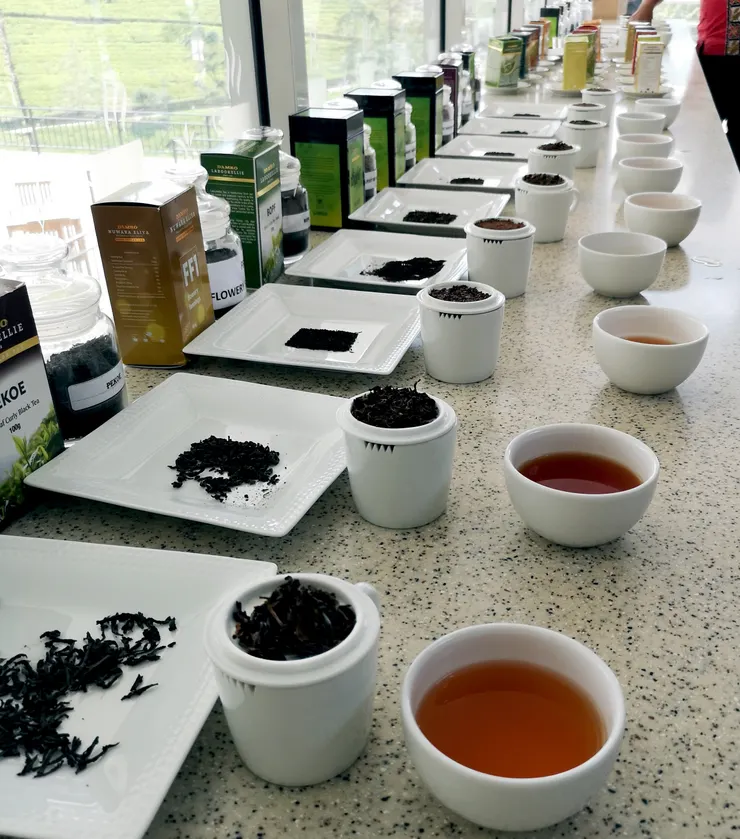 提供試味道的樣品區共有三大區，每區有三十二款茶可以用小湯匙舀起來試喝