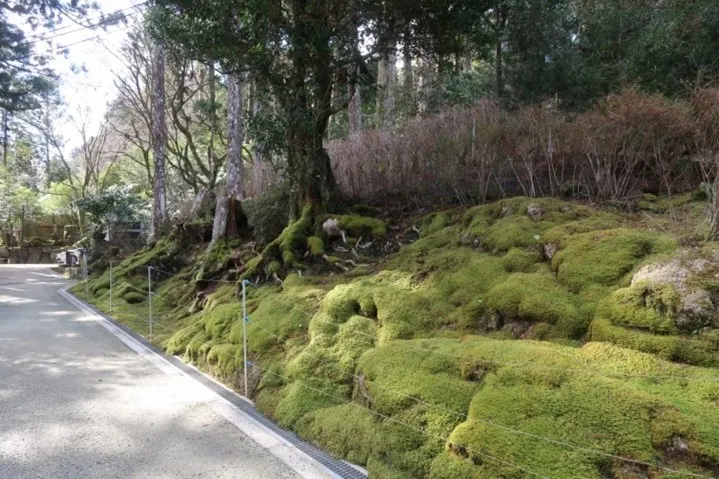 這繩子是防像我這種人吧，看到苔就想去給他摸一摸。
