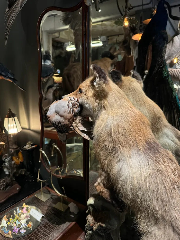 動物標本身上的毛都好像活生生一般