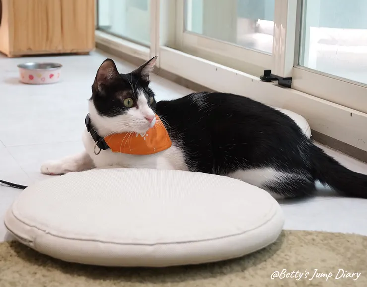 ▲踏踏咖啡-貓咪/圖片來源：Betty's Jump Diary