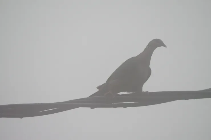 體型略大的Wood Pigeon 斯里蘭卡獨有種