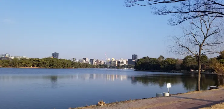 公園中的湖邊也有不少鴨子