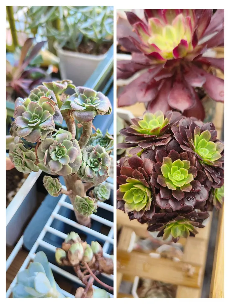 同一款法師無根休眠 V.S 盛開生長的對照 ， 差很多