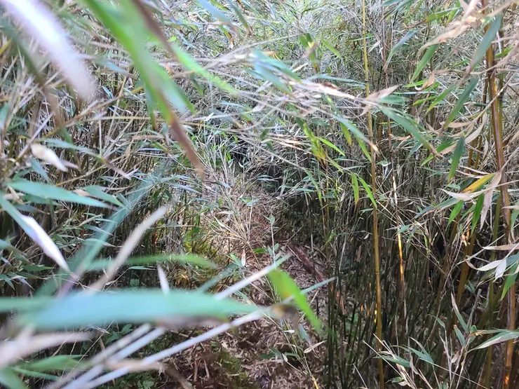 箭竹林太多了