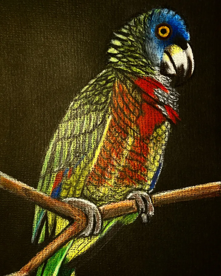 聖露西亞鸚鵡,成品