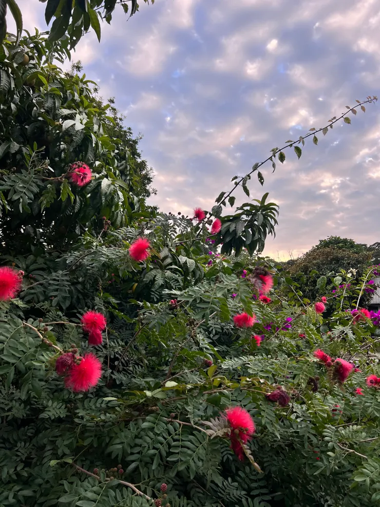 傍晚來臨，突然變得像星空一樣