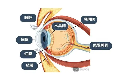 貓咪的眼睛構造。