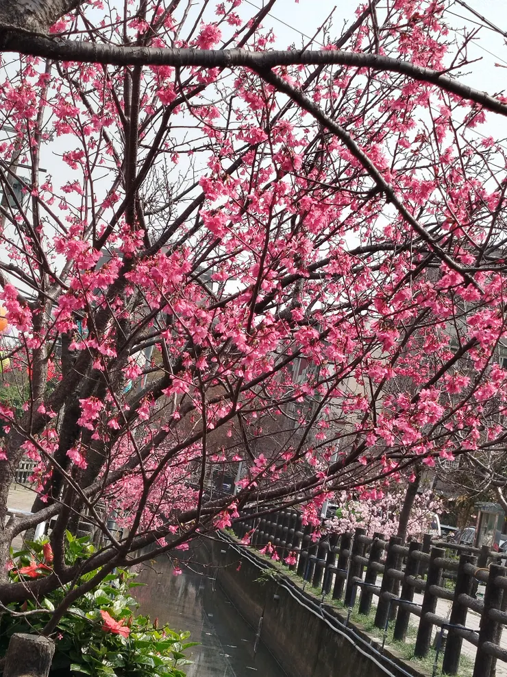 汀甫圳櫻花2