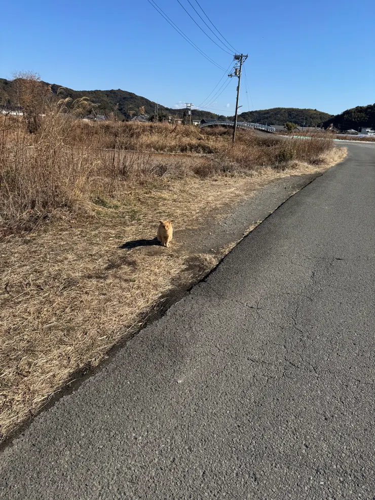 這匹貓很親人，看見我吃軟糖以為牠也有得吃
